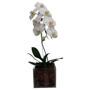 Orquidea Phalaenopsis Cascata