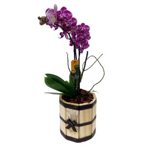 Mini Orquidea no Cachepot Madeira