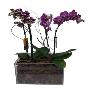 Kit com 2 Minis Orquideas