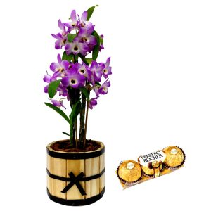 Orquidea Dendrobium no Cachepot