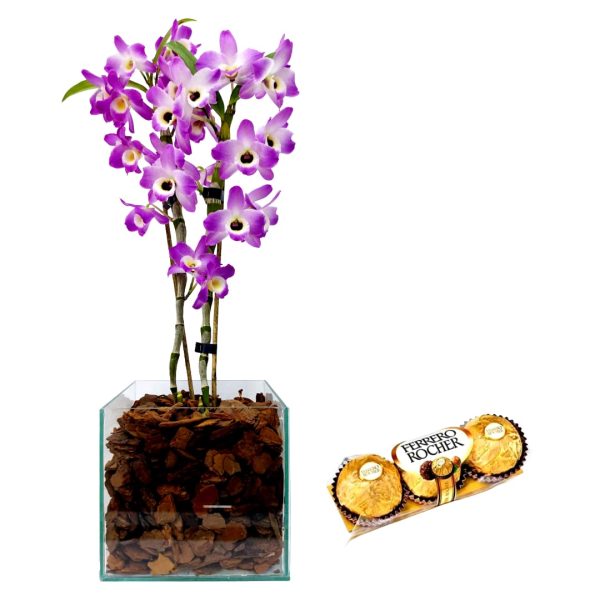 Dendrobium B de Vidro + Ferrero