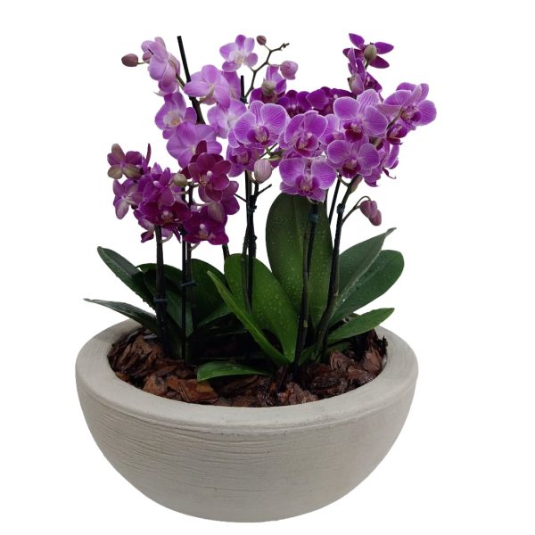 Kit com 4 Minis Orquideas