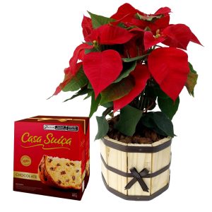 Poinsettia ( Flor do Natal ) + Panetone casa suica