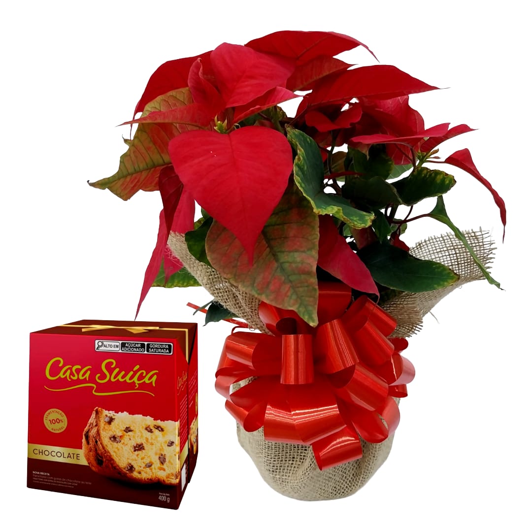 Poinsettia ( Flor do Natal ) na Juta Crua + Panetone casa suica