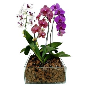 Kit com 3 Phalaenopsis Cascata B Vidro Mult color