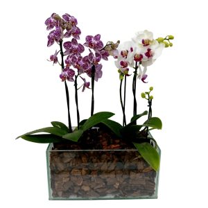 KIt 2 Mini Orquideas B vidro Casca de Pinus