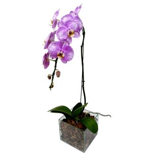 Phalaenopsis Rosa B Vidro Casca de Pinus