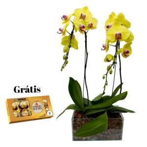 Lindo Kit 2 Phalaenopsis Amarelos