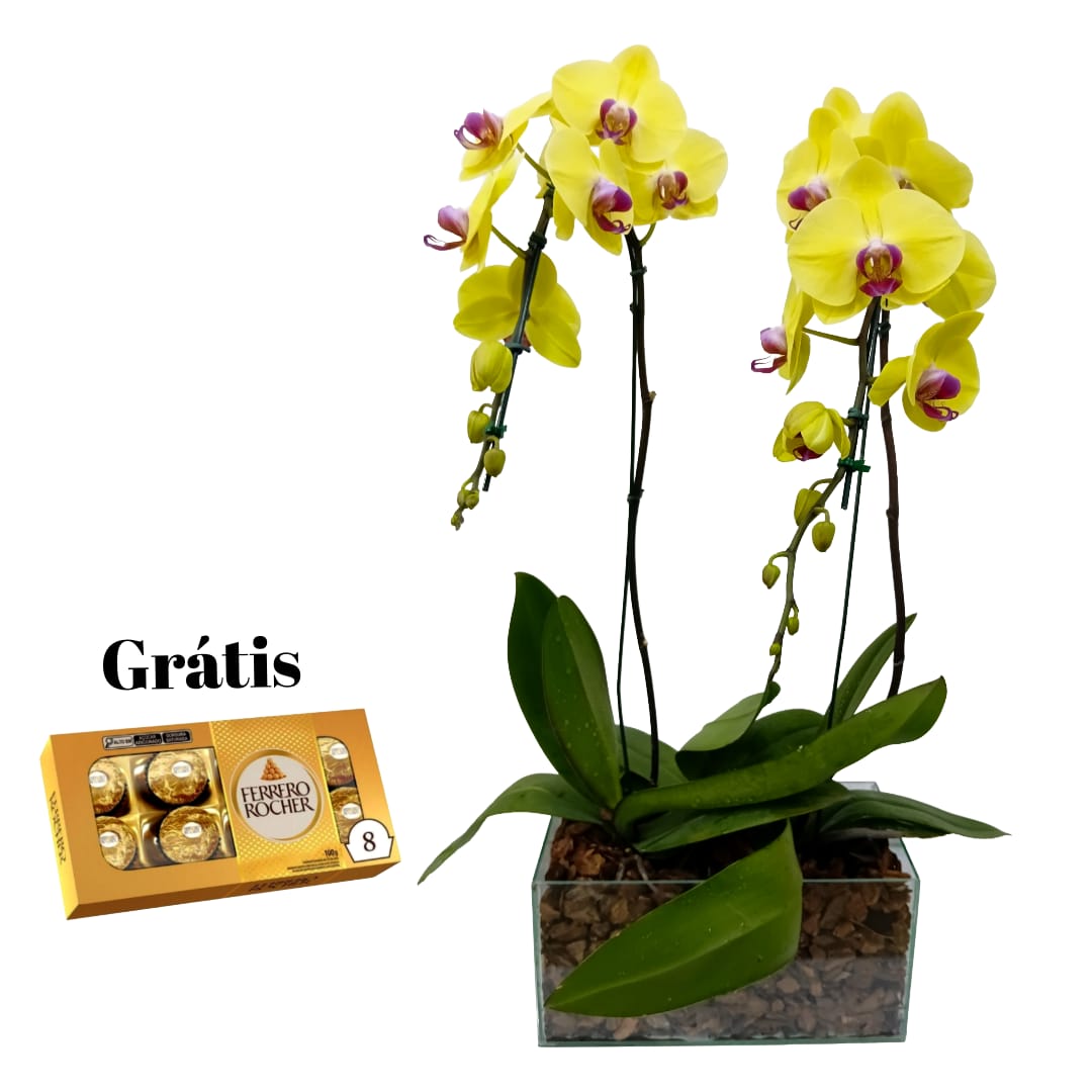 Lindo Kit 2 Phalaenopsis Amarelos