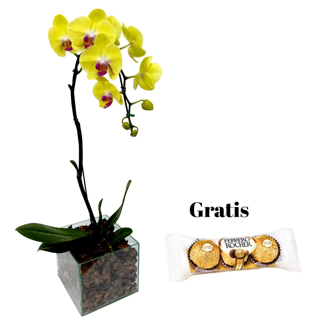 Phalaenops B Vidro cor da epoca