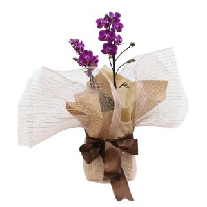 Mini Orquidea Embalada p/ Presente