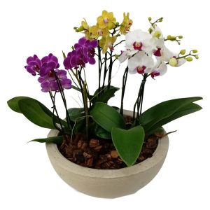 Kit Mini Orquideas Cachepot Redondo