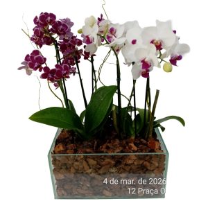 Kit com 2 Minis Orquideas B Vidro