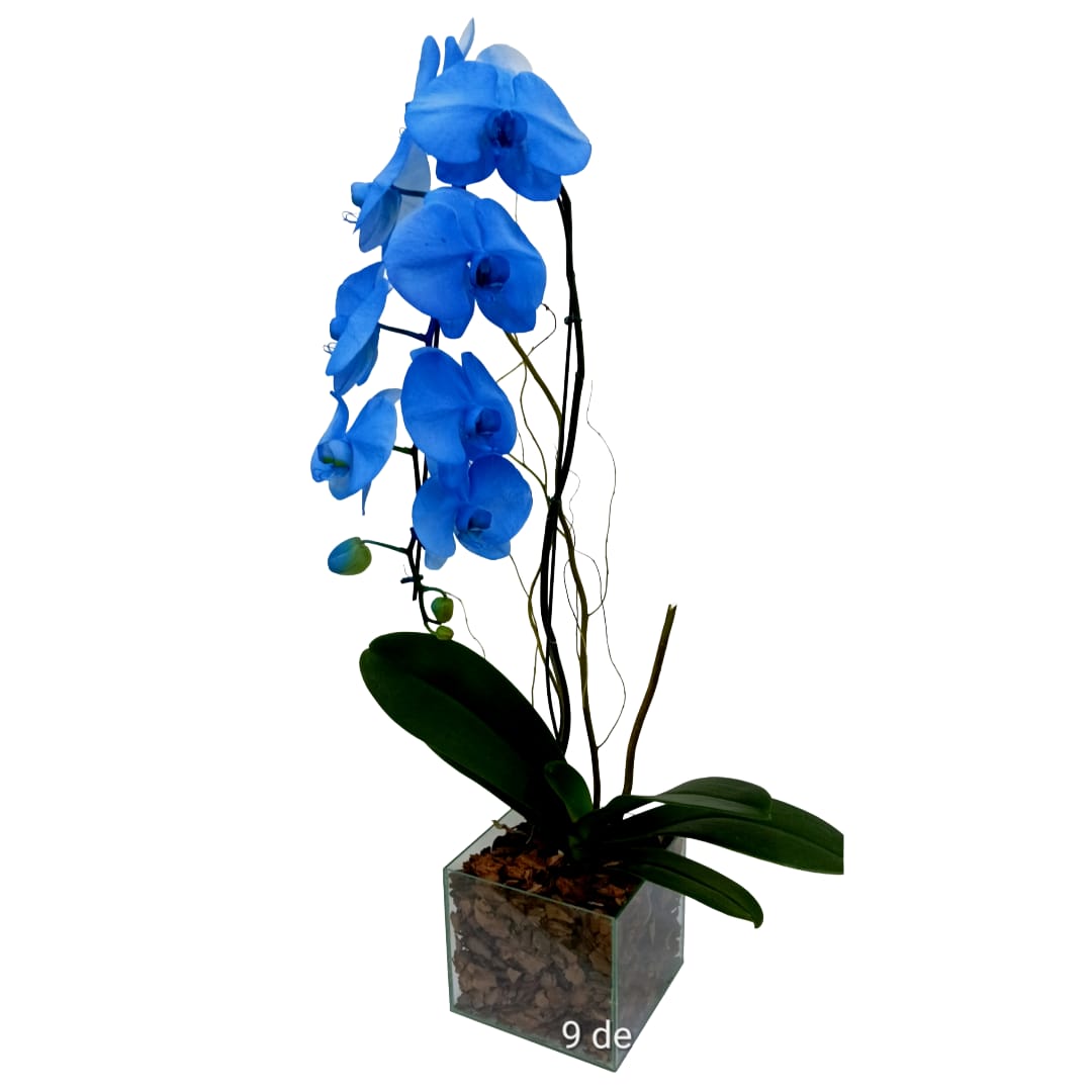 Phalaenopsis Azul na Base de Vidro