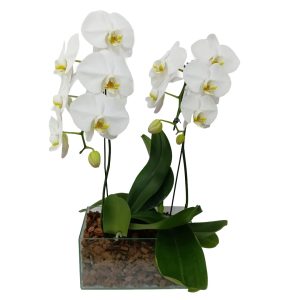 Kit com 2 Phalaenopsis Brancas ( Promoção )