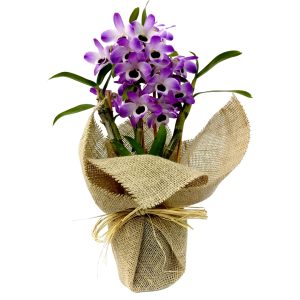Orquidea Dendrobiun na Juta Crua ( Promoção )