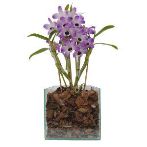 Orquidea Dendrobiun Cachepot Vidro ( Promoção )