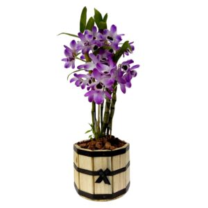 Orquidea Dendrobiun no Cachepot ( Promoção )