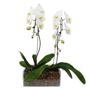 Kit com 2 Phalaenopsis Branco ( Parati)