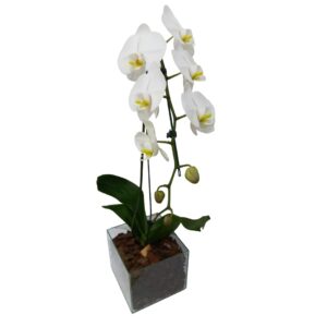 Phalaenopsis na Base de Vidro ( Parati)