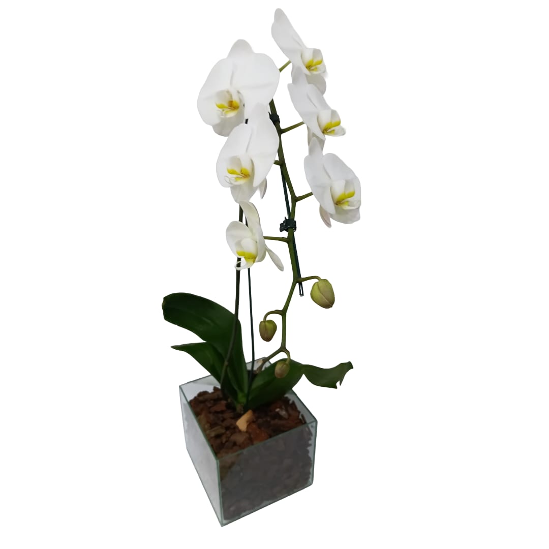 Phalaenopsis na Base de Vidro ( Parati)