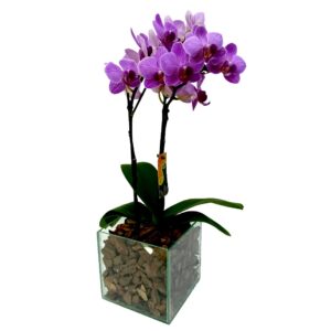 Mini Phalaenopsis na Base de Vidro
