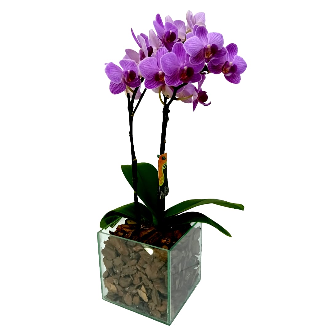 Mini Phalaenopsis na Base de Vidro