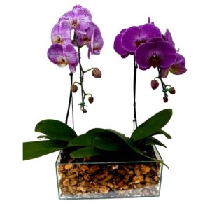 Kit com 2 Phalaenopsis  ( Parati)