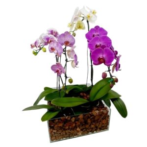 Kit com 4 Orquideas Phalaenopsis Parati