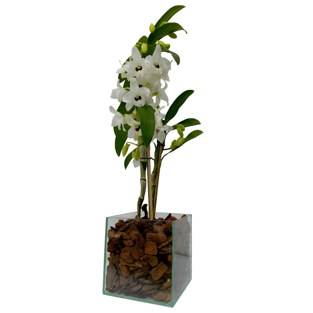 Orquídea Dendrobium B Vidro