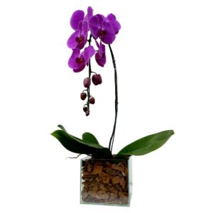 Phalaenopsis Cascata Lilaz 12 Flores ( Promoção )