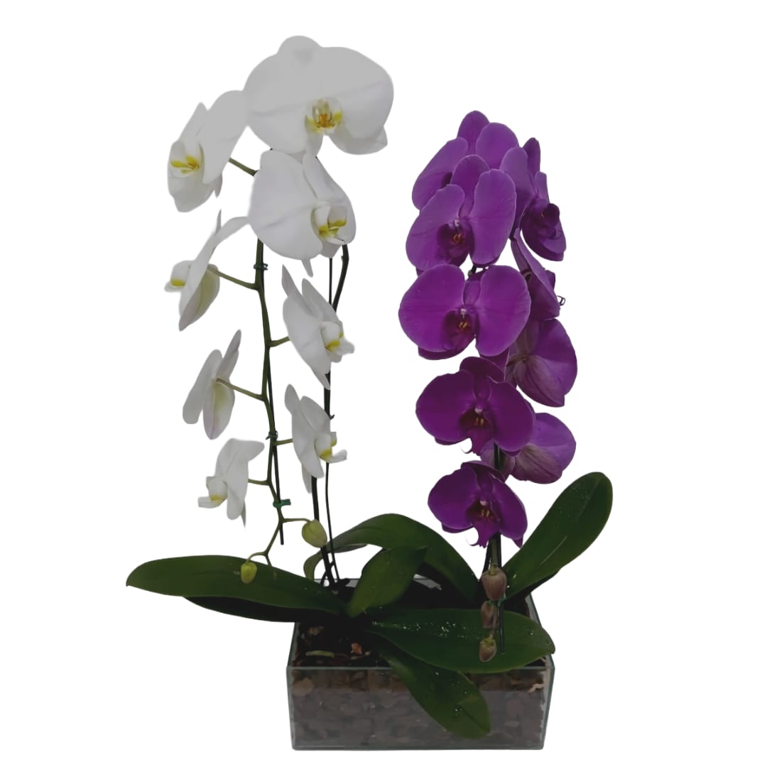 Kit 2 Phalaenopsis Cascata ( Promoção )