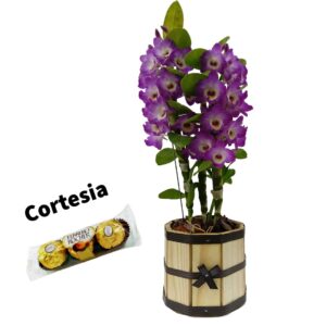 Orquidea Dendrobium no Cachepot