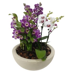 Kit de Phalaenopsis com Dendrobiun