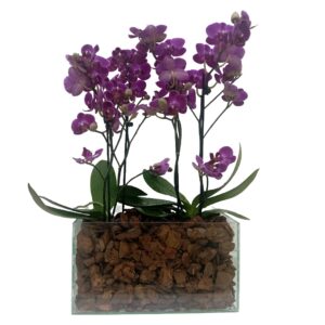 KIT Mini Phalaenopsis B Vidro