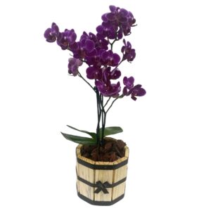 Mini Phalaenopsis no Cachepot