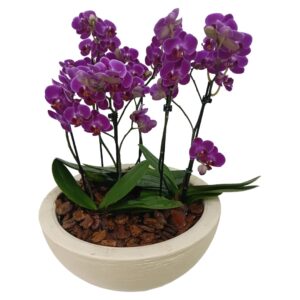 Kit 3 Mini Phalaenopsis Lilaz