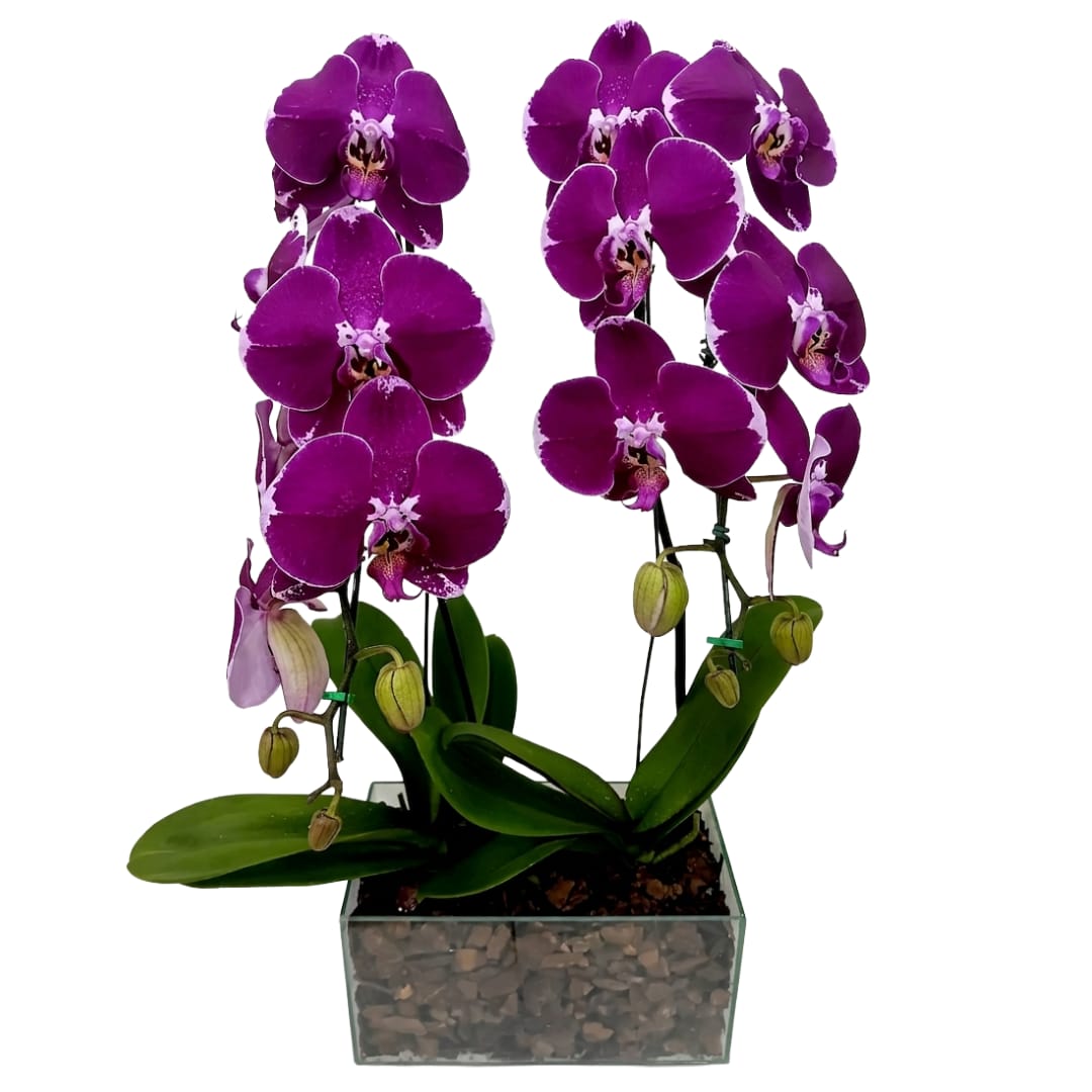 Kit 2 Phalaenopsis ( Promoção )