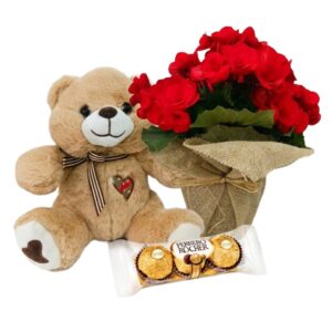 Kit carinho com Begonia Plantada