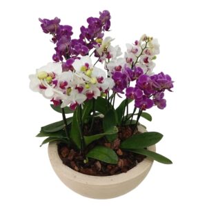 Arranjo com 4 Mini Orquideas ( Plantadas )