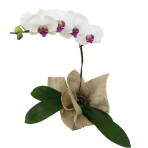 Phalaenopsis Semi-alba na Juta Crua